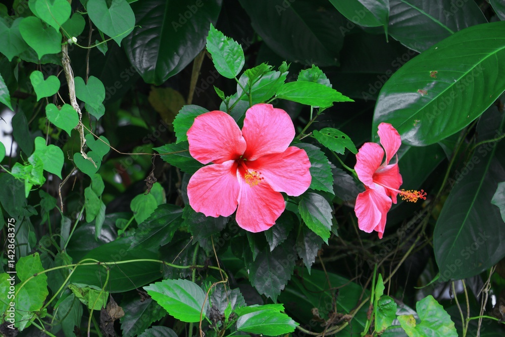 Hibiscus flower red beautiful on tree Close up Hibiscus flower red beautiful on tree Close up