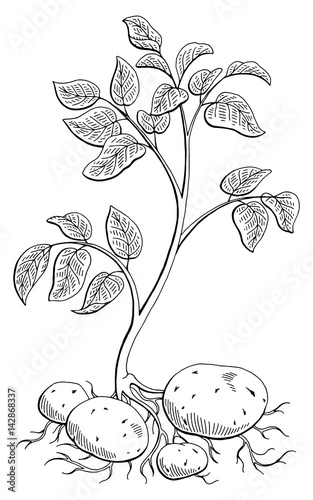 Potatoes vegetable plant graphic black white isolated sketch illustration vector