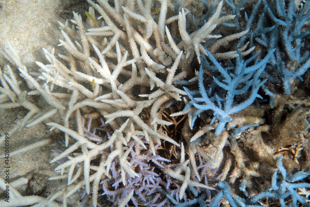 サンゴ礁　石垣