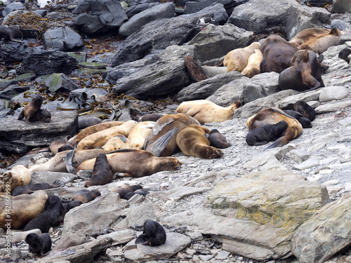 South American sea lion, Otaria flavescens, females with cubs, Sea Lion Island, Falkand / Malvinas photo