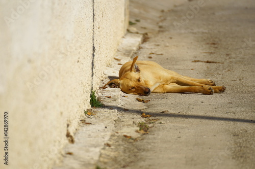 Stray dog in Sicily