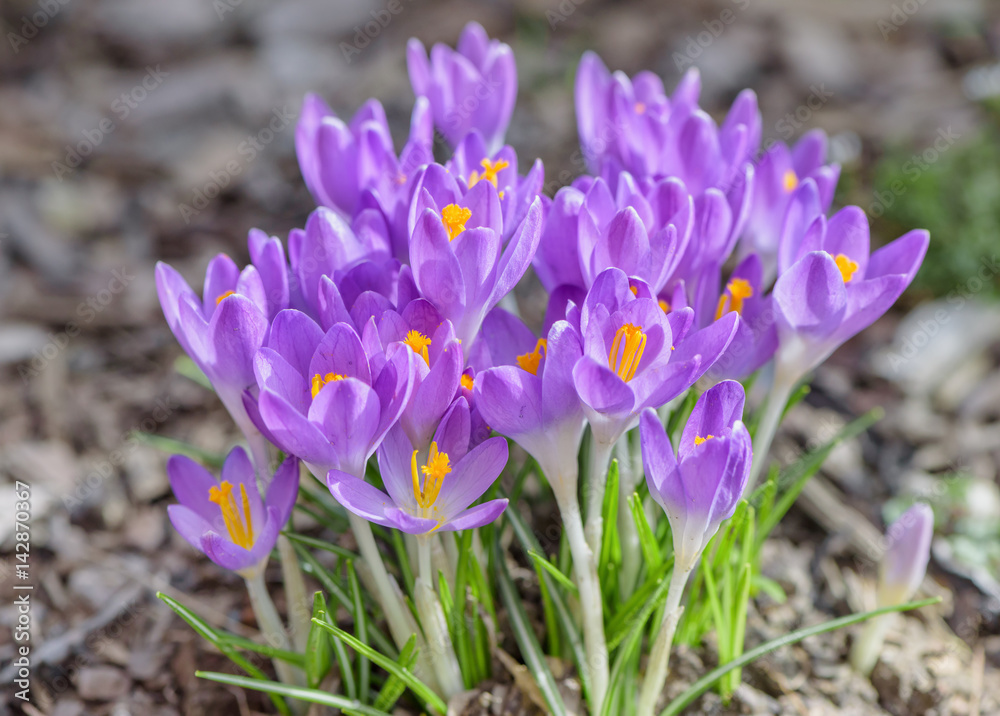 Beautiful violet crocuses flowers. Early spring close-up flowers with bright sunlight. Beautiful violet crocuses flowers. Early spring close-up flowers with bright sunlight.