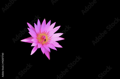 lotus flower or lilly pink beautiful with clipping path isolated on black background