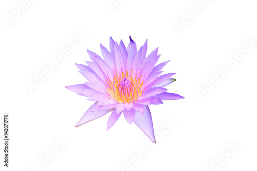 Lotus flower purple beautiful isolated on white background and clipping path