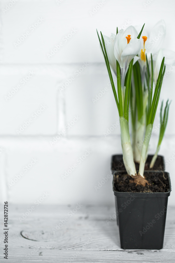 Fototapeta premium spring flowers crocuses