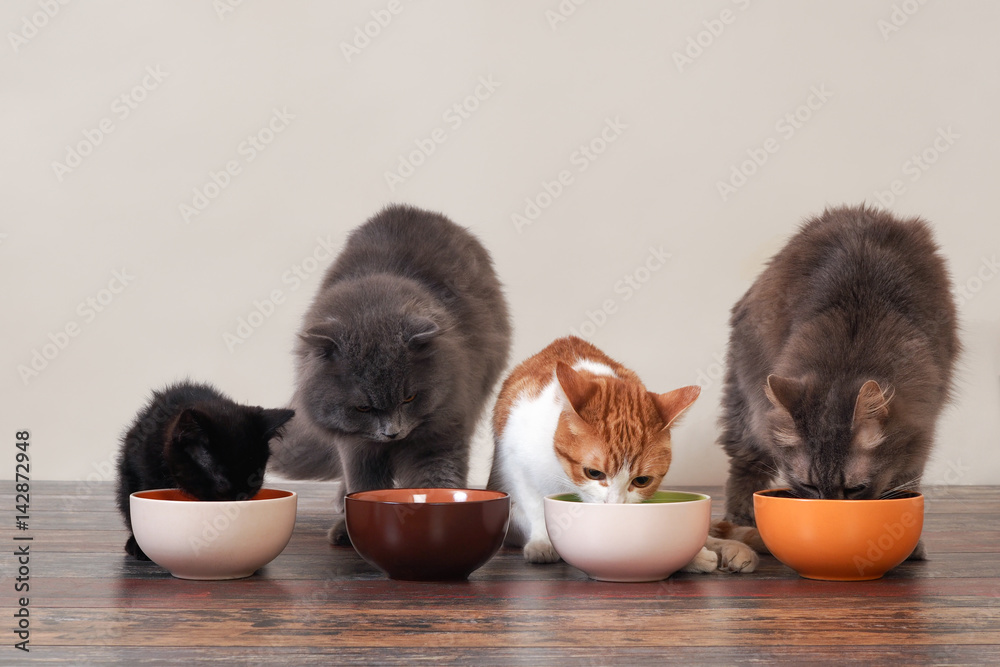 Naklejka premium Koty domowe jedzą karmę na podłodze z misek