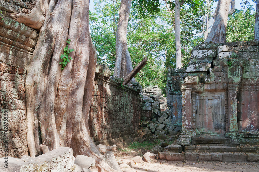 Ta Prohm Temple. Angkor. Cambodia