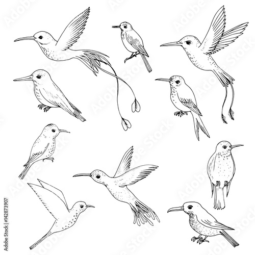 vector set of hummingbirds