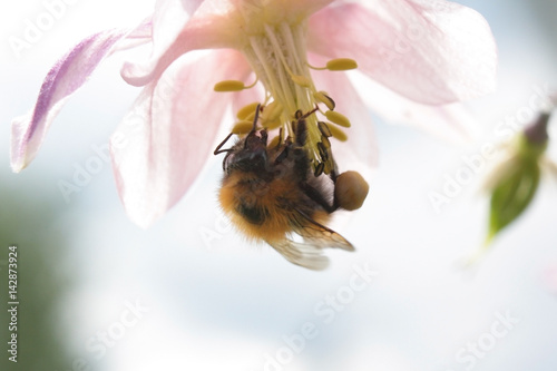 Big shaggy bumblebee the collecting nectar from aquilegia  – macro in kontrovy light photo