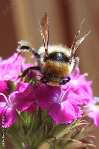 Big shaggy bumblebee the collecting nectar from carnation – macro 