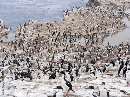 large nesting colony, Imperial Shag, Phalacrocorax atriceps, Sea Lion Island, Falkland Islands / Malvinas