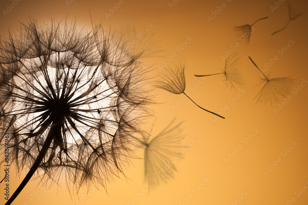 Obraz premium Dandelion sylwetka kwiatu puszysty zmierzchu niebo