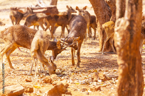 Deer in Thailand