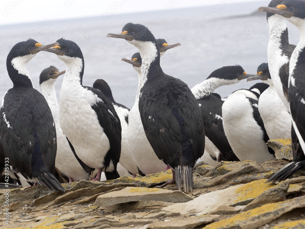 Naklejka premium Imperial Shag, Phalacrocorax atriceps, Sea Lion Island, Falkland Islands / Malvinas