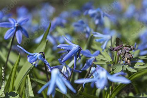 Snowdrops blossom in the forest