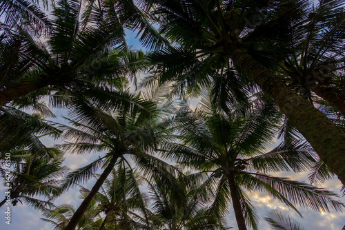 Sunset Beach with palm trees and sky landscape.