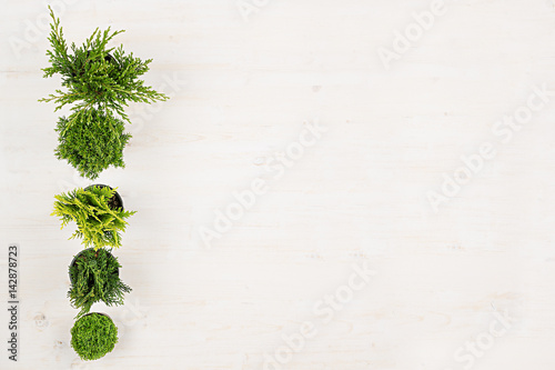 Fototapeta Naklejka Na Ścianę i Meble -  Minimalistic decorative border of green conifer plants in pots top view on white wooden board background. Blank copy space.