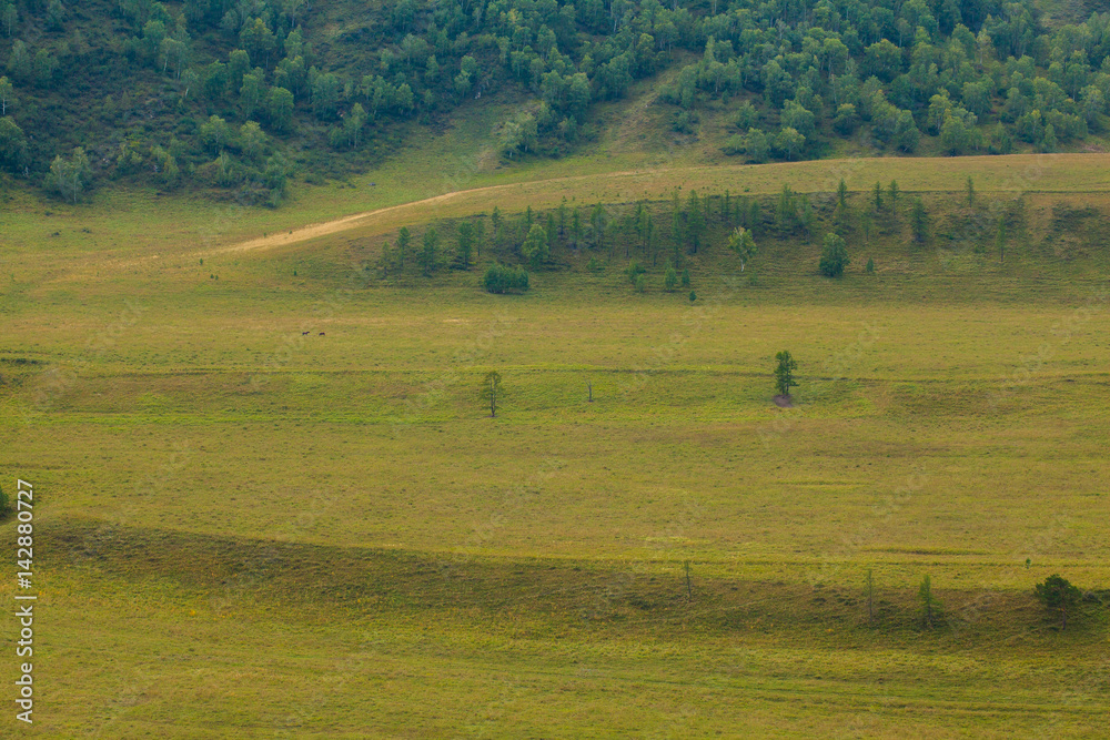 Green hills and fields. The Siberian forest.