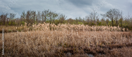Pampas grass landscape in early spring, nature