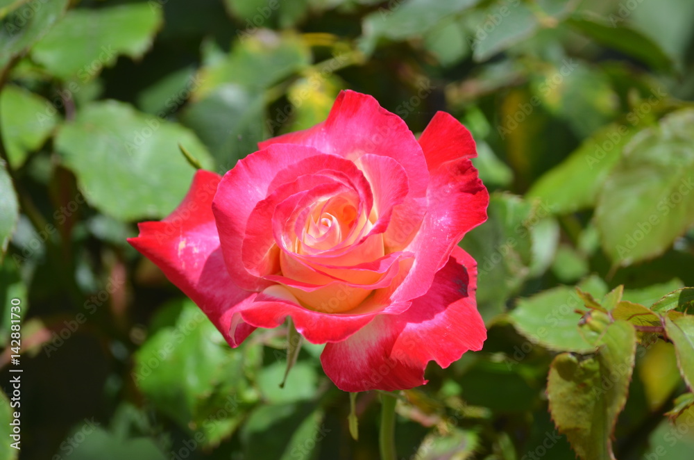 rose rose