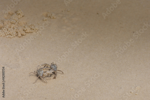 Two small crabs battle on the sandy beach.