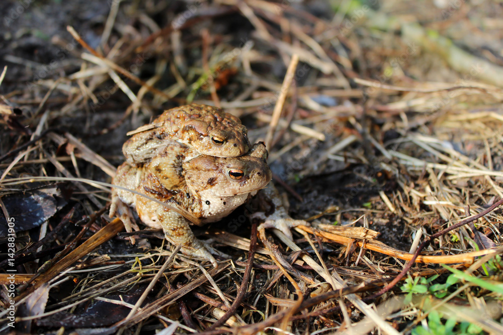 Fototapeta premium Reproduction of amphibians frogs. Brown toads in the spring. 