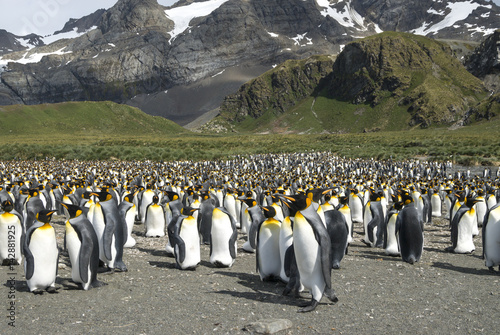 Canvas Print King penguins colony at South Georgia