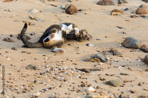 Cat playing on the beach. photo