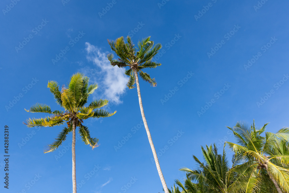 Fototapeta premium Palm trees in the sky.