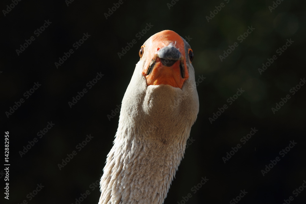 Fototapeta premium goose slaty