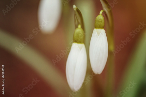 spring of the first snowdrops