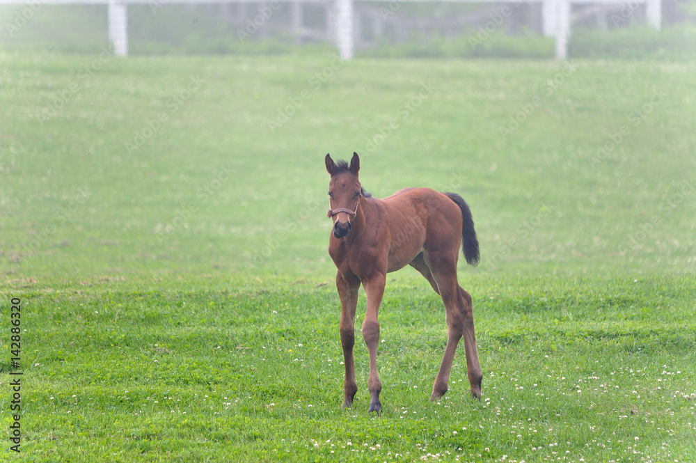Fototapeta premium サラブレッド