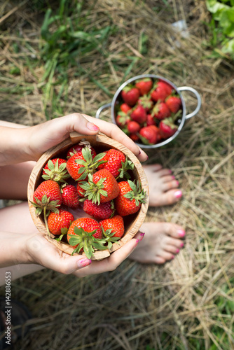 The hands of a young woman are holding the pan with fresh strawberries. top view. copy space.