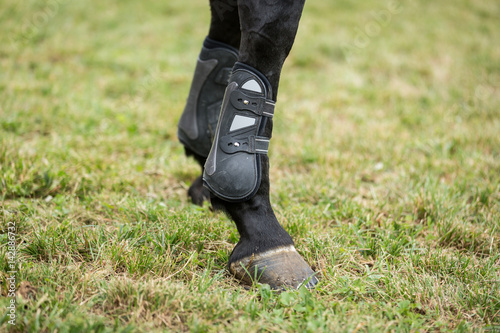 Fototapeta Naklejka Na Ścianę i Meble -  Detail Of Horse's Front Hooves
