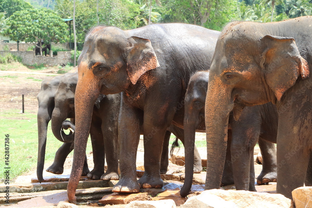 Pinnawala Elephants 7