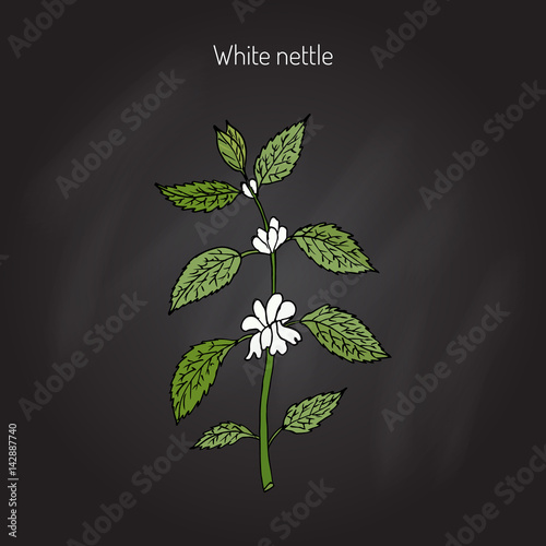 White dead nettle