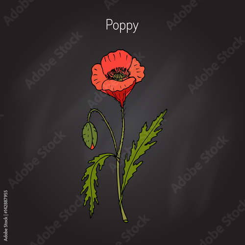 Opium Poppy or Papaver somniferum photo