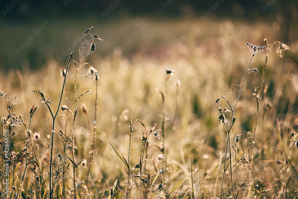 Obraz premium Rural landscape with sunrise over a meadow