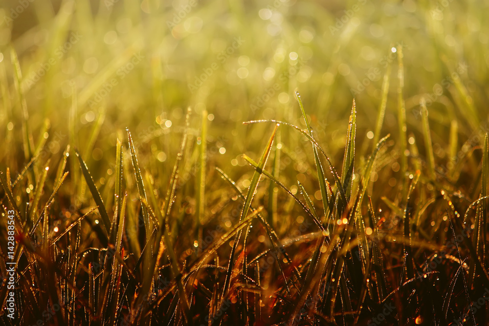Wet grass at the morning on the meadow. Vintage toned photo.