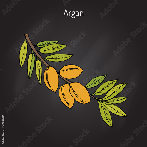 Argan, Argania spinosa