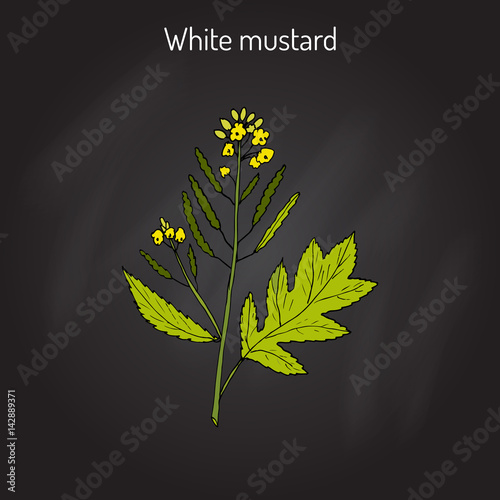 White mustard Sinapis alba 