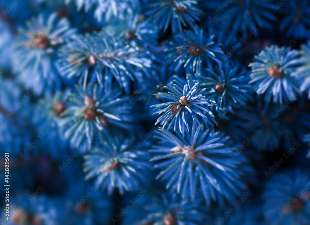 Fototapeta premium Blue spruce closeup. On a blue background.
