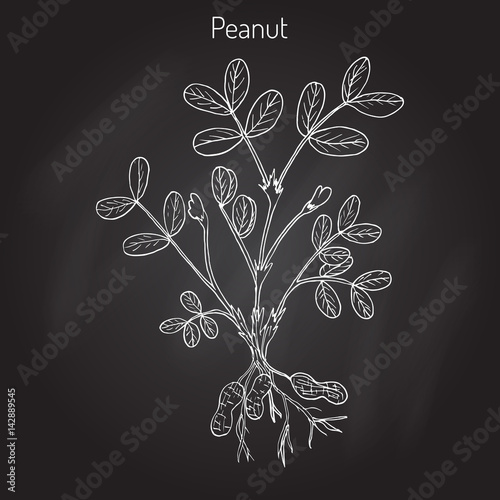 Peanut, or groundnut Arachis hypogaea 