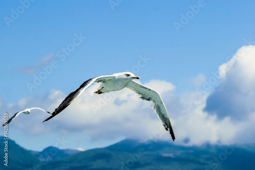 Seagull flying in the sky over the sea.