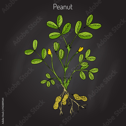 Peanut, or groundnut Arachis hypogaea 