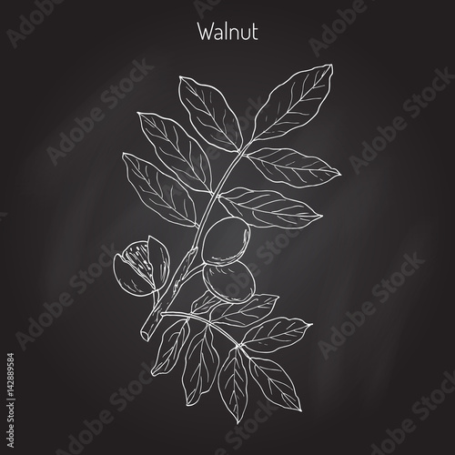 Walnut branch Juglans regia 
