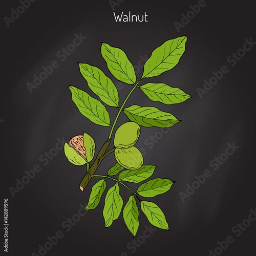 Walnut branch Juglans regia 