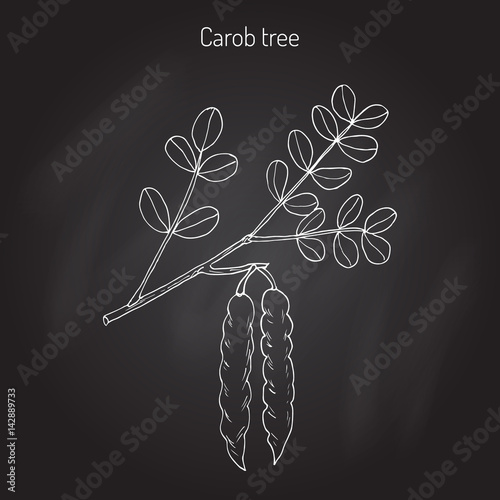 Carob eratonia siliqua 