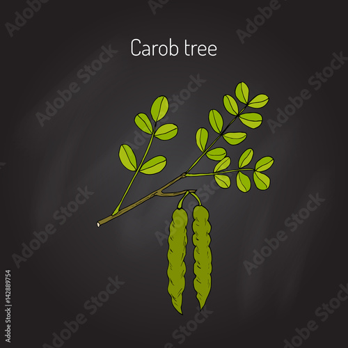 Carob eratonia siliqua 