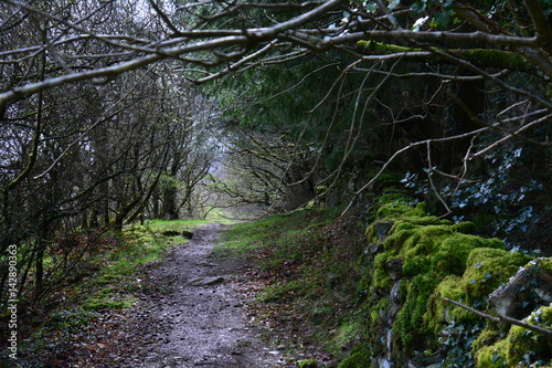 path among trees